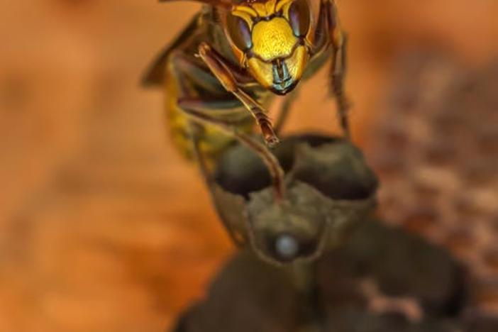 The hornet was sighted for the first time in the U.S. last December, when the state Department of Agriculture verified two reports near Blaine, Washington, close to the Canadian border.  