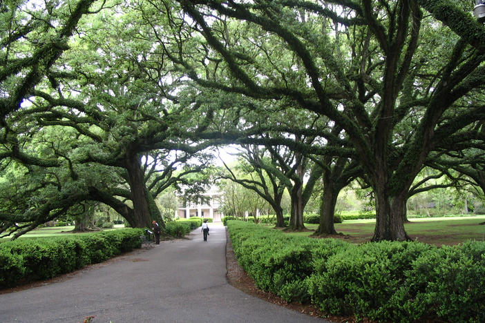 Live oak trees captured in Vacherie, Louisiana, in 2008.