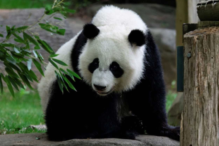 Giant panda Xi Lun turns 3 on Sept. 3.