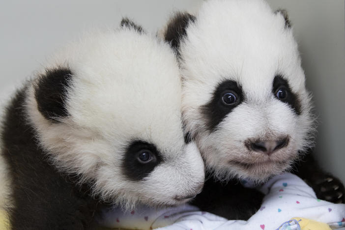 This Dec. 9, 2016 photo provided by Zoo Atlanta, shows giant panda twins Ya Lun, left, and Xi Lun in Atlanta. The names were revealed at a naming celebration Monday, Dec. 12, their 100th day of life, in accordance with Chinese tradition. 