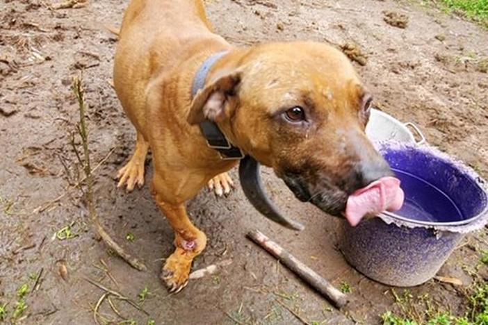A female pitbull with a broken leg found during an investigation of dogfighting