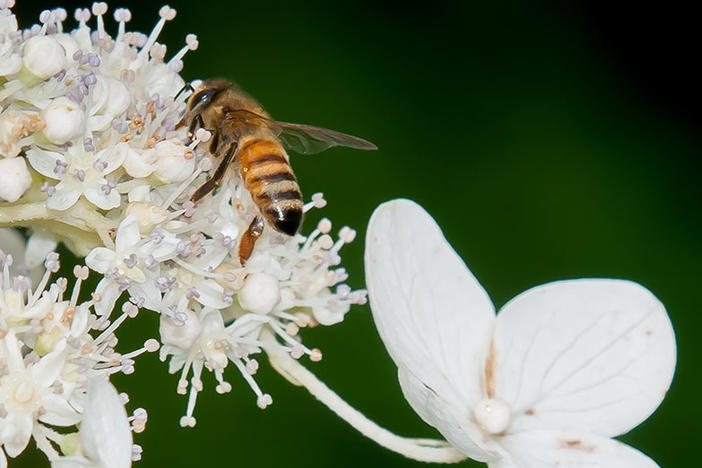 The University of Georgia is looking for people willing to count pollinators on August 24-25