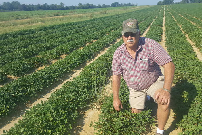 Peanut farmer Rodney Dawson in his dry land peanut field.