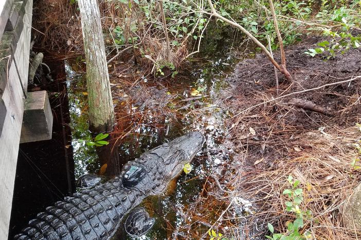 Okefenokee Alligator "Sassy Sally" has a satellite tracker attached to her so researchers can learn from her movements.