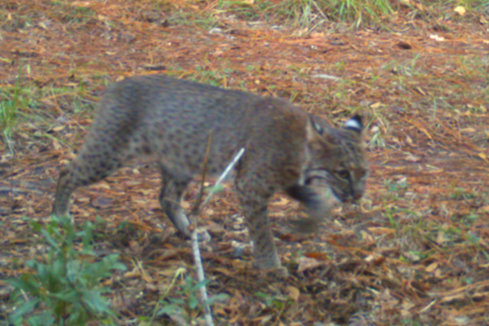 Captured here on a motion-activated camera, officials at the Jekyll Island Authority have confirmed that at least four bobcats are living on the island.