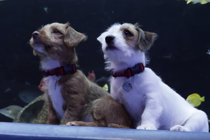 Odie and Carmel taking in the aquatic views at Georgia Aquarium.