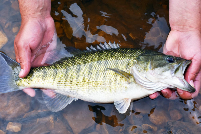 Fishing guide Allen Ragsdale holds a shoal bass in the waters of the Flint River. A proposed bill in the Georgia General Assembly would name the shoal bass the "official riverine fish" of Georgia. The fish was caught after much struggle by the reporter.