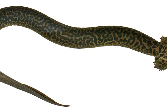 A Reticulated siren captured in Okaloosa County, Fla. used to establish the animal as a distinct species. 