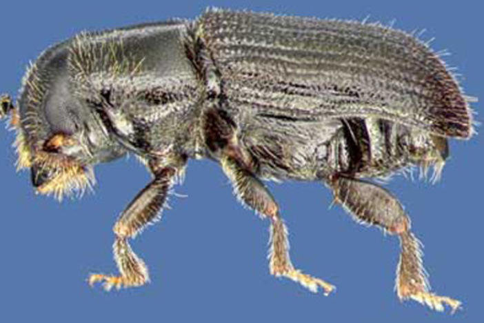 The Southern Pine Beetle is 2-4 mm in size.