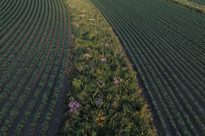 Prairie strips in fields of corn or soybeans can protect the soil and allow wildlife to flourish. This strip was established in a field near Traer, Iowa, in 2015.