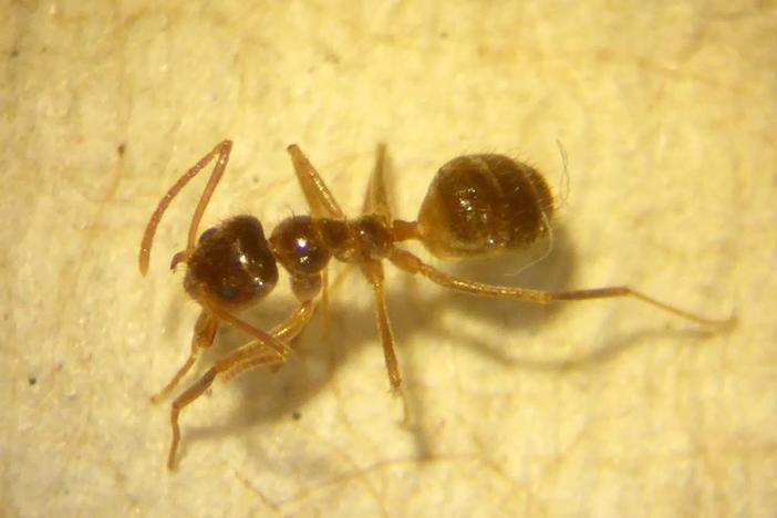 Tawny crazy ants have reached the port of Savannah, and experts expect them to spread