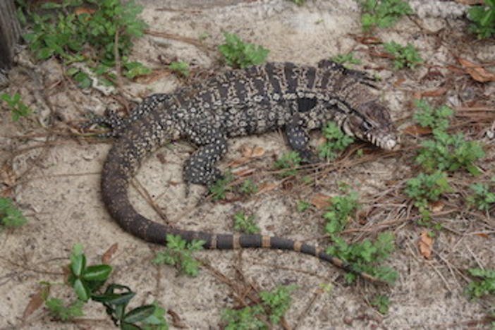 Argentine black and white tegu 