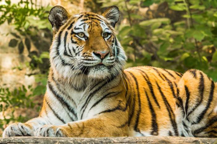 Tiger at NYC's Bronx Zoo tests positive for coronavirus