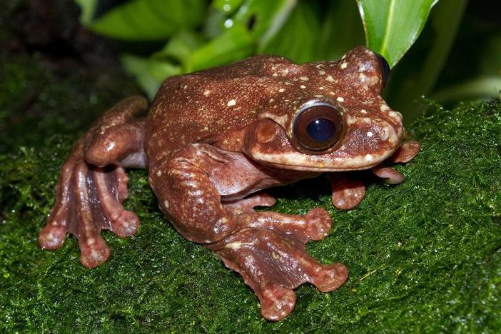Toughie was the last known member of his frog species. He died in September at his home in the Atlanta Botanical Gardens.
