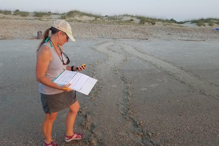 Tammy Smith records GPS data for a turtle crawl on Tybee Island. The state Department of Natural Resources tracks this data as part of their sea turtle conservation efforts.