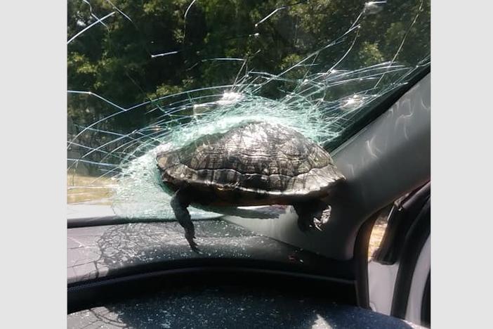 This May 12, 2020, photo shows a turtle hanging halfway through the windshield of Lark's car in in Savannah, Ga. 