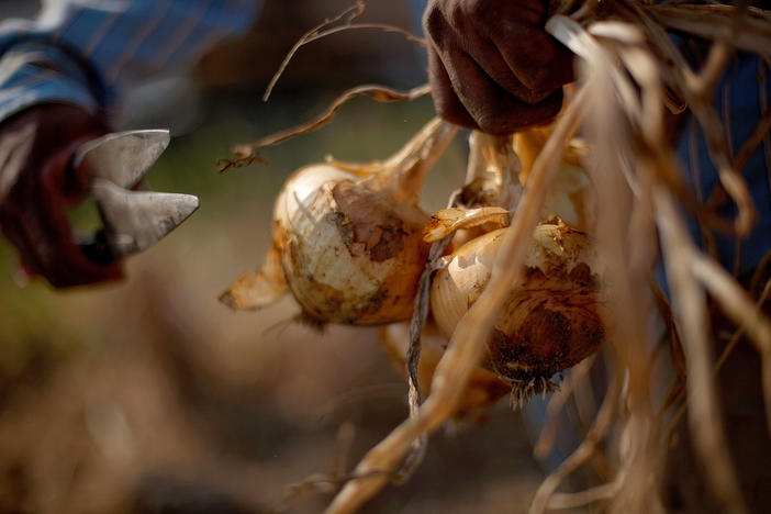 Georgia farmers like Aries Haygood of A&M Farms have faced a number of challenges over the last few years, including trade policy, weather and labor shortages.