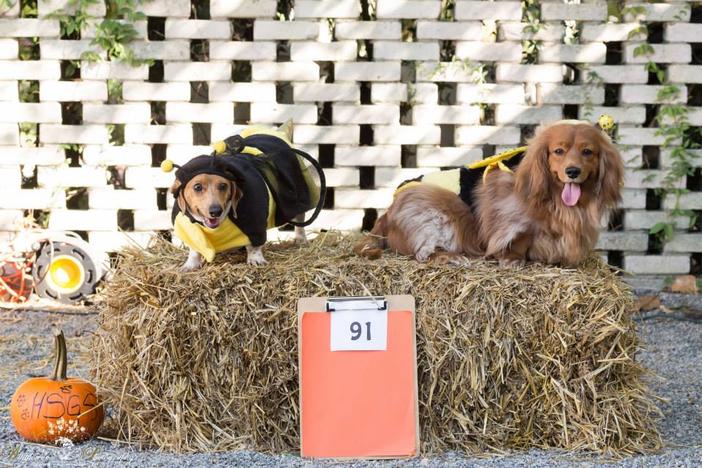 Costumed pups can trick-or-treat at Wag-o-Ween this weekend.