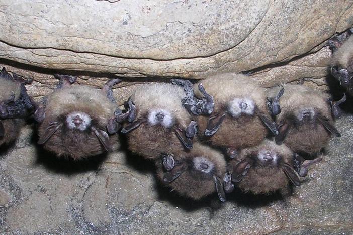 Classic signs of white-nose syndrome are a white fungus on bats' faces and wings.