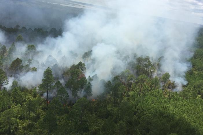 The Whitney Fire on Cumberland Island has burned more than 350 acres since June 29.