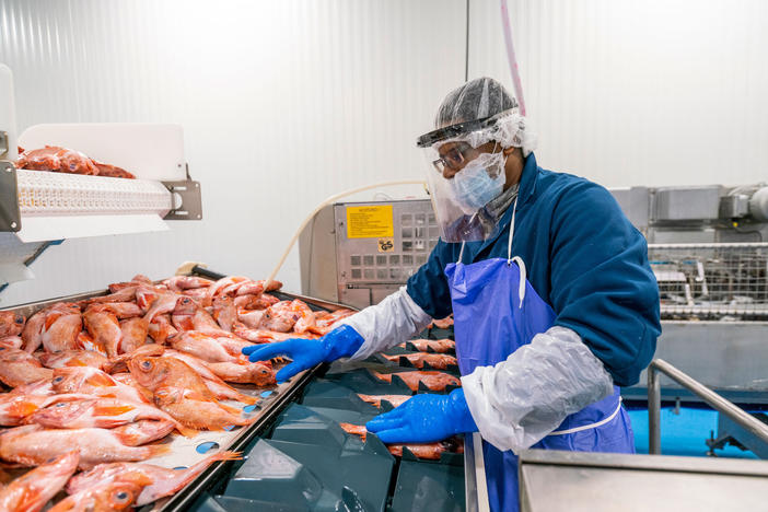 A fish-plant worker processes seafood at Blue Harvest Fisheries in New Bedford, Mass. Workers were provided face shields to prevent the spread of the coronavirus on the plant floor.<em> </em>