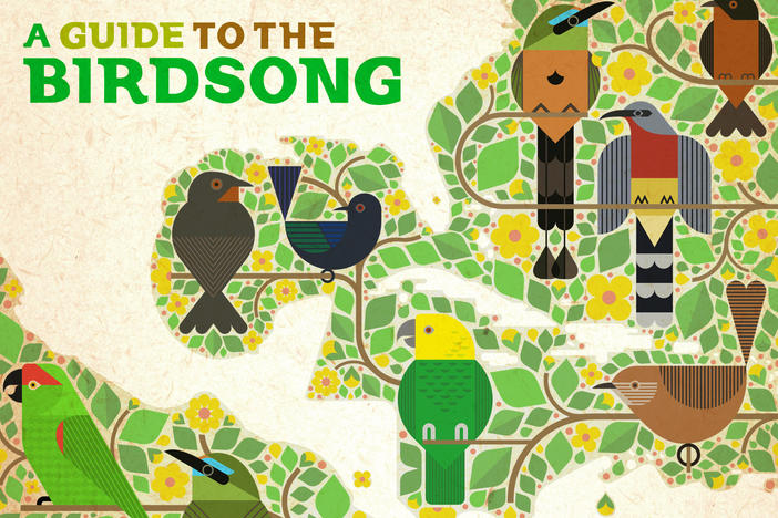 Ten artists from Mexico, Central America and the Caribbean recorded tracks using birdsong from their country, with all profits of the vinyl and digital release going to bird conservation projects.