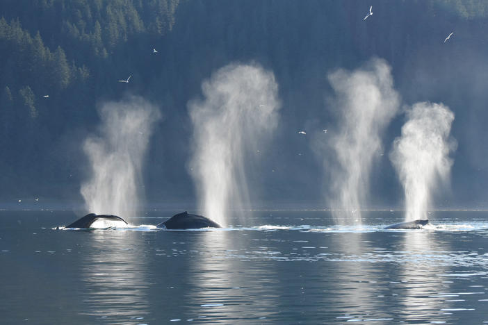 Humpback whales feed together just outside Glacier Bay, Alaska.