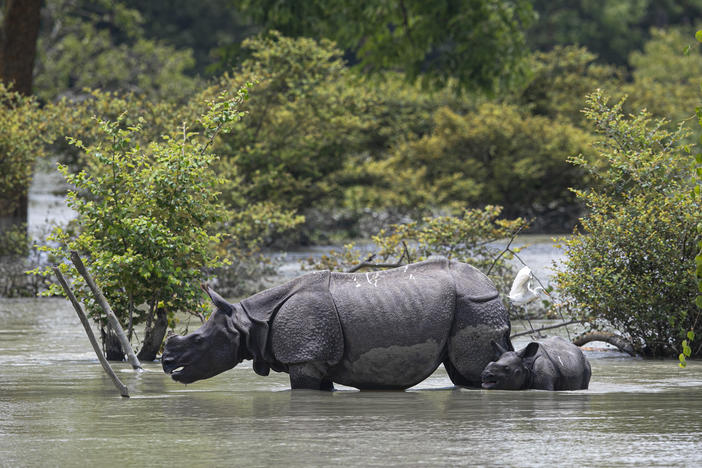 A one-horned rhinoceros and a calf wade through flood water at the Pobitora Wildlife Sanctuary in Assam, India, Thursday. Floods and landslides triggered by heavy monsoon rains have killed dozens of people in this northeastern region. The floods also inundated most of Kaziranga National Park, home to a large concentration of the rare rhino species.