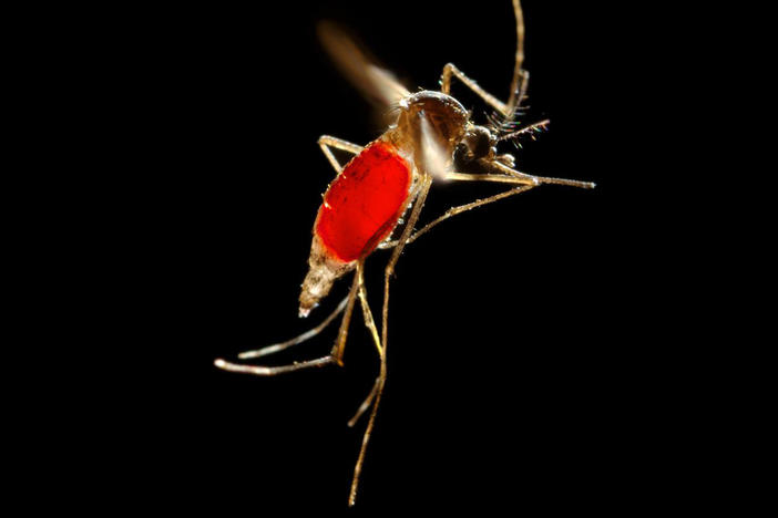 With her blood meal visible through her transparent abdomen, the female <em>Aedes aegypti</em> mosquito takes flight as she leaves her host's skin surface.