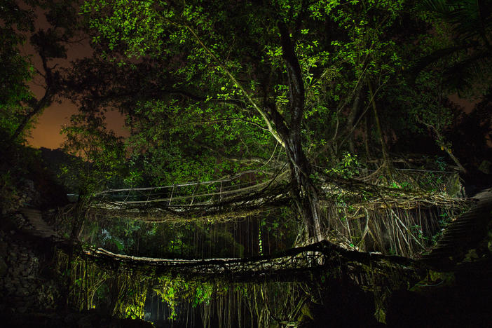 A single Ficus elastica tree forms the backbone of a double-decker bridge near the village of Nongriat in the Indian state of Meghalaya.