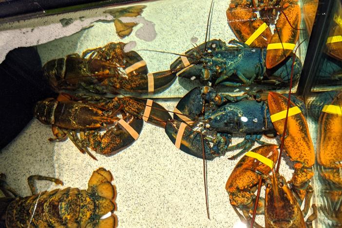 A rare blue American lobster in the tank of a Red Lobster restaurant in Cuyahoga Falls, Ohio, last week.