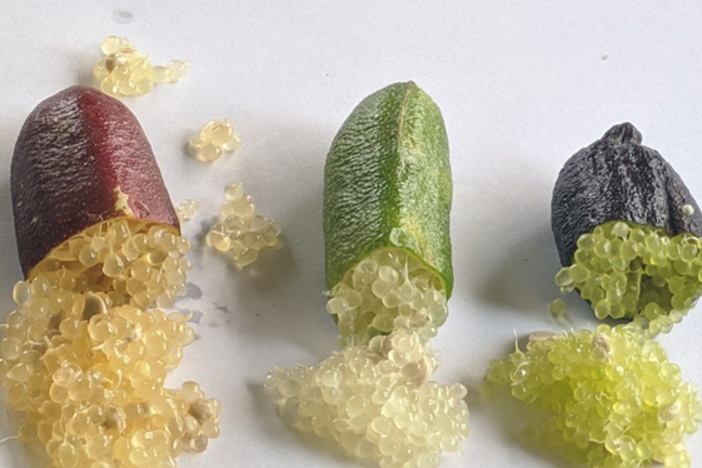 Australian fingerlimes, related to citrus are gaining popularity as an exotic fruit.