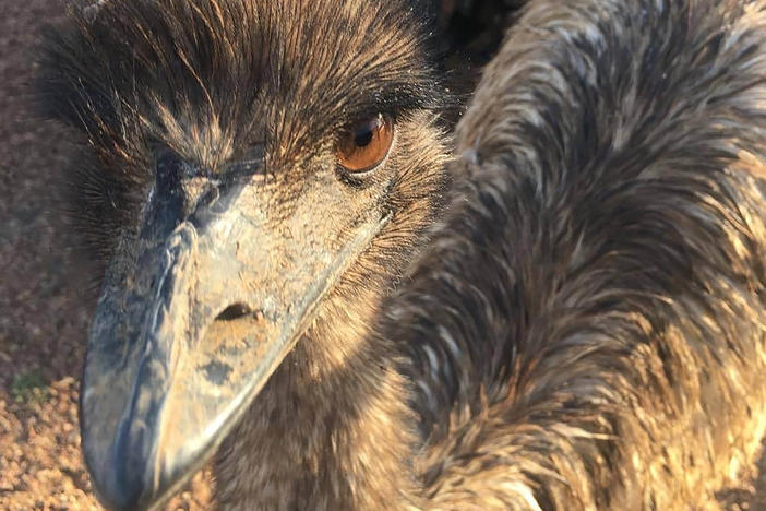 An emu named Carol, age 3, walks around behind a fence in Yaraka, a small town in Australia. An Australian Outback pub has banned Carol and her brother Kevin for "bad behavior" after they learned to climb the stairs and created havoc inside.