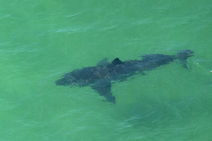 A great white shark swims off the shore of Cape Cod, Mass., in July 2019. A woman was killed by a great white in Maine on Monday — the first fatal attack in the state's history.
