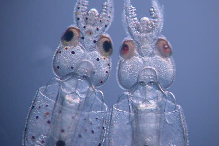 On the left is an unmodified hatchling of a longfin inshore squid (<em>Doryteuthis pealeii</em>). The one on the right was injected with CRISPR-Cas9 targeting a pigmentation gene before the first cell division. It has very few pigmented cells and lighter eyes.