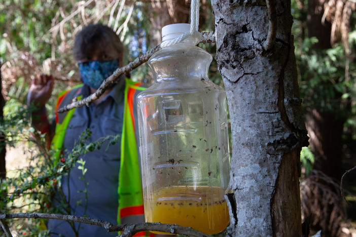 A bottle containing orange juice and rice cooking wine is set as a trap by Jenni Cena, pest biologist and trapping supervisor from the Washington State Department of Agriculture, in an effort to catch Asian giant hornets, also known as murder hornets.