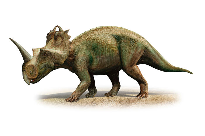 Scientists in Canada have diagnosed malignant cancer for the first time in a dinosaur, a <em>Centrosaurus apertus</em> from 76 to 77 million years ago.