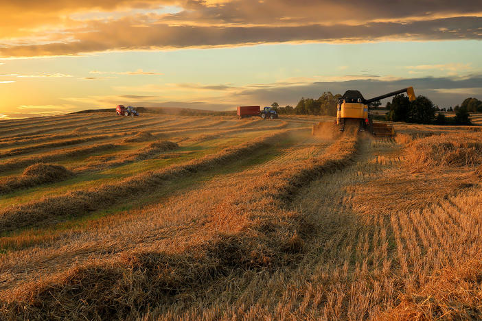 Farmers work during a harvest in Jutland, Denmark. People keep worrying about food shortages. Some economists say the fears actually create their own problems.