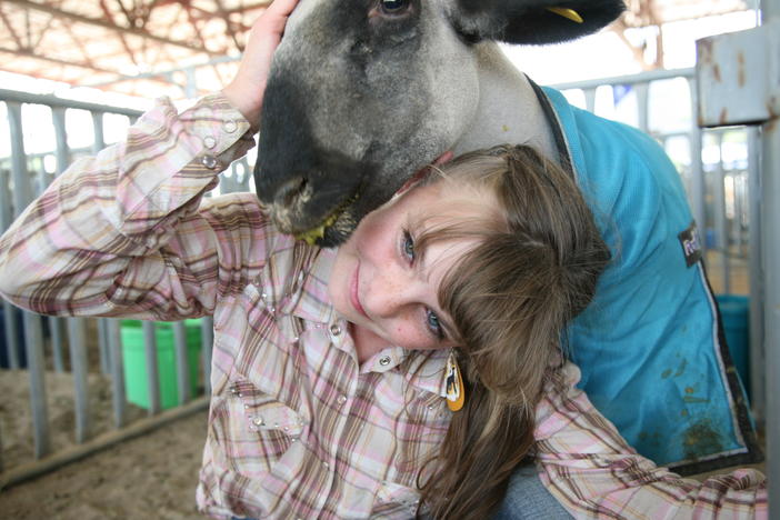 Danielle Long, 12, is one of hundreds of kids who were able to show their animals at a revamped version of the Mesa County Fair in western Colorado. She said she was happy to be there with Rocco, her lamb, but she knew it would be hard to see him auctioned off.