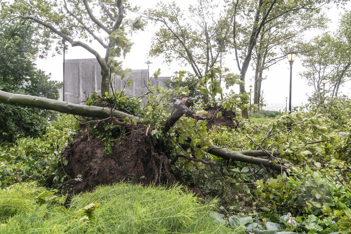 Tropical Storm Isaias downed wires and uprooted trees, like this one in New York City, leaving millions of customers without power in parts of the Mid-Atlantic and Northeast on Wednesday. The governors of Connecticut and New York have each declared a state of emergency and are calling for investigations into state utility companies' response.