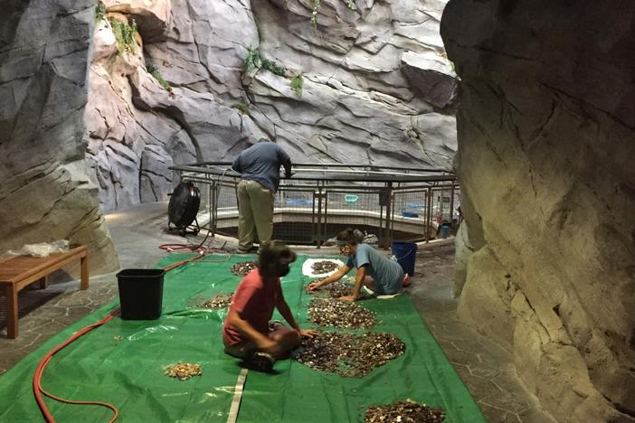 Staff at the North Carolina Aquarium at Pine Knoll Shores turned off a 30-foot waterfall and collected all the coins visitors had thrown into the water to make wishes. After cleaning the money, they'll put it toward the aquarium's expenses.