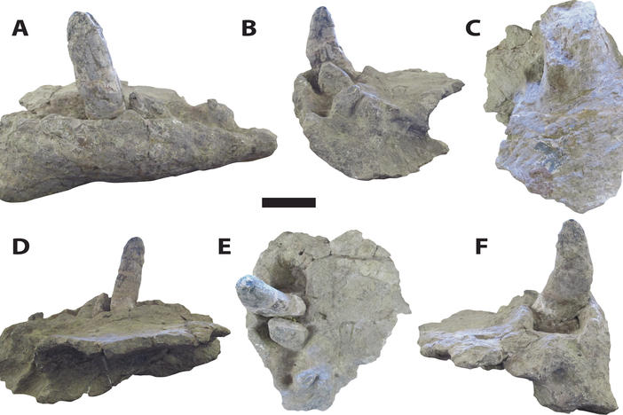 A new study of <em>Deinosuchus</em> or "terror crocodiles," led by Adam Cosette, offers a fuller picture of the ancient creature from head to tail. Cossette said <em>Deinosuchus</em> had large, robust teeth, ranging from six to eight inches long, as shown in the photo.