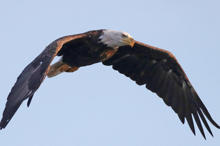 An American bald eagle flies over Mill Pond in Centerport, N.Y., in 2018. The bald eagle is one of the birds protected by the Migratory Bird Treaty Act.