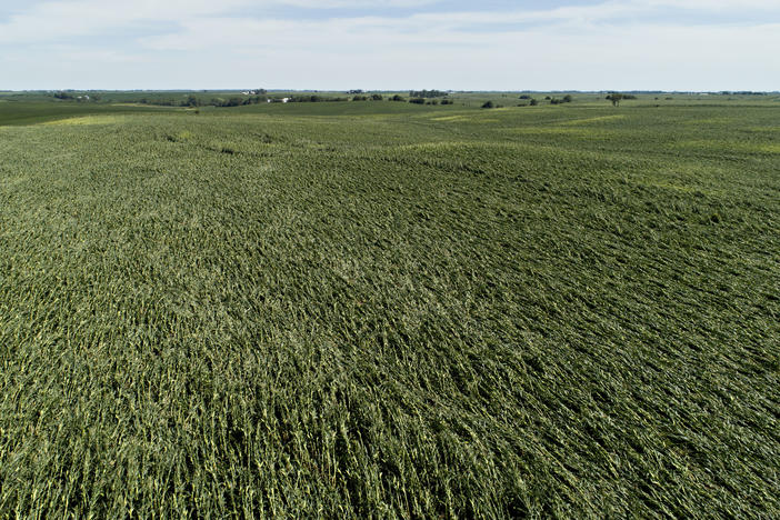 Corn plants are pushed over in a damaged field in Tama, Iowa. Iowa Gov. Kim Reynolds said that early estimates indicate that 10 million acres, or nearly a third of the state's cropland, was damaged in a powerful storm.