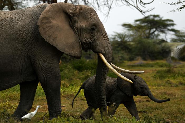 A mother elephant and her calf head for a nearby marsh at Kenya's Amboseli National Park on August 12.