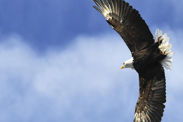 A bald eagle takes flight from a tree along the Platte River in Denver, Colorado. In Michigan, a bald eagle is being blamed for an attack that downed one of the state's drones.
