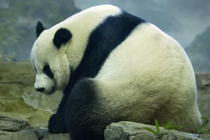The National Zoo in Washington, D.C., says an ultrasound taken Friday showed what could be signs of a fetus in its panda Mei Xiang.