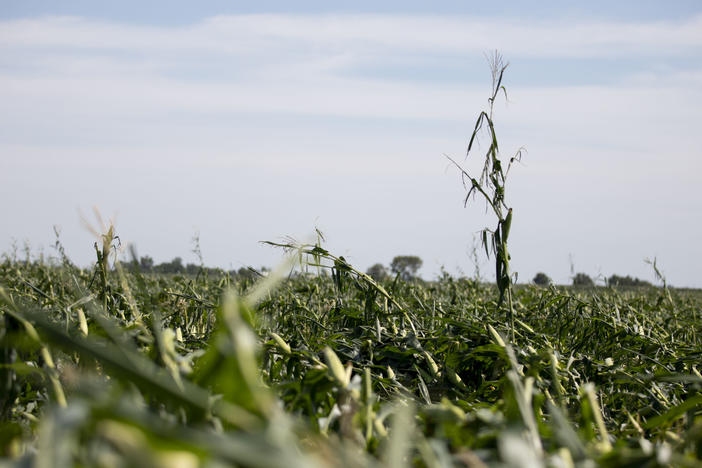 Corn plants are shown pushed over in a storm-damaged field on August 11 in Tama, Iowa. Iowa Gov. Kim Reynolds said that early estimates indicate that 10 million acres, or nearly a third of the state's crop land, was damaged in a powerful storm that battered the region a day earlier.