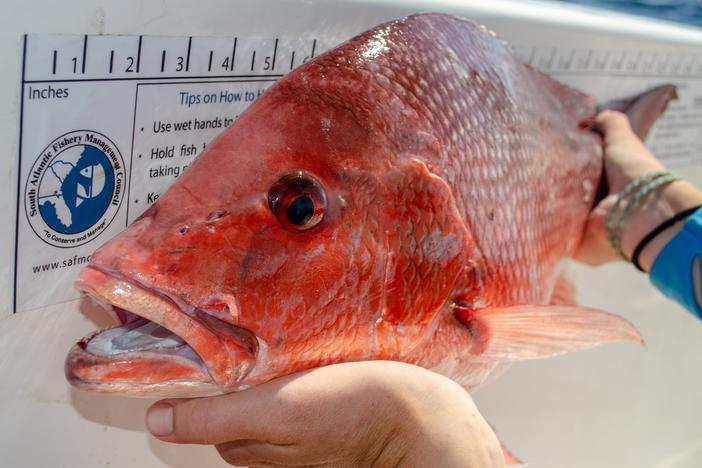 Fishing isn't just a way to make a living for many along the Georgia coast; it's also a way of life.