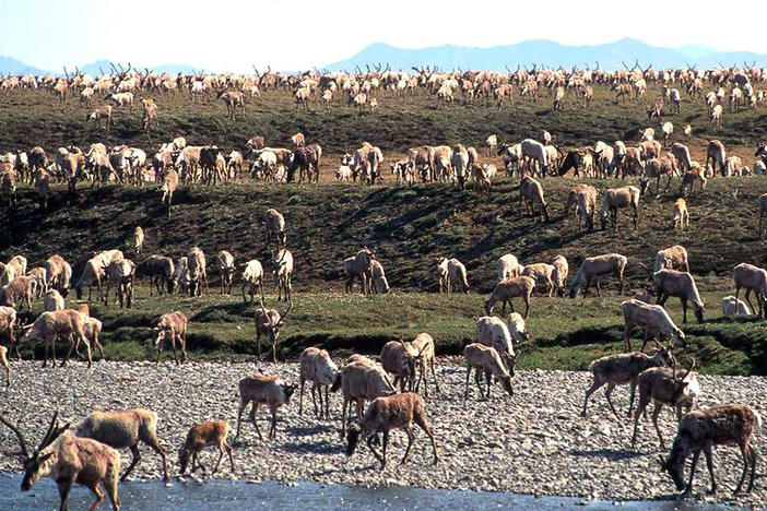 Caribou from the Porcupine caribou herd are seen migrating onto the coastal plain of the Arctic National Wildlife Refuge in northeast Alaska. The Interior Department hopes to conduct a lease sale for oil and gas drilling in the coastal plain by the end of 2020.